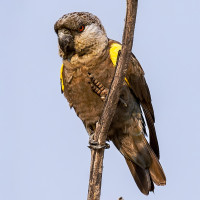 Rüppell's Parrot